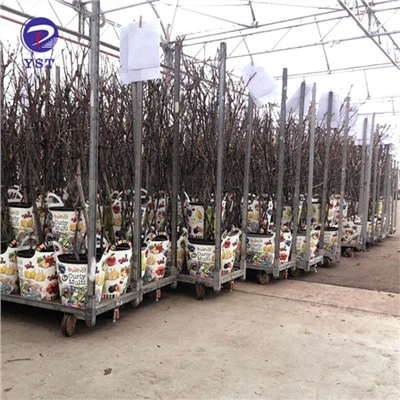 Issiqxona transporti tokchali arava