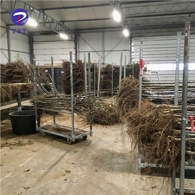 O'simlik ko'chatlari uchun tokchali aravacha